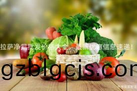 拉薩(sa)淨(jing)菜(cai)批髮價(jia)格(ge)大(da)全(quan)，最(zui)新優惠信息(xi)速遞！