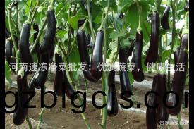 河(he)南速凍(dong)淨(jing)菜(cai)批髮：優質蔬菜(cai)，健康(kang)生活(huo)