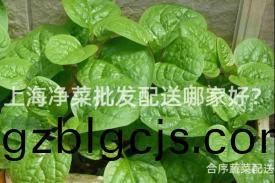 上海(hai)淨(jing)菜(cai)批髮(fa)配(pei)送(song)哪(na)傢(jia)好(hao)？