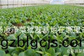 楊(yang)淩淨(jing)菜批(pi)髮基(ji)地在哪裏(li)？