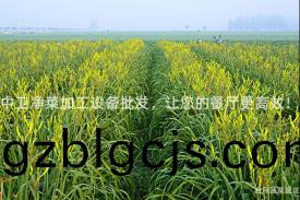 中衞(wei)淨菜(cai)加(jia)工(gong)設備批髮(fa)，讓(rang)您(nin)的(de)餐廳(ting)更(geng)高(gao)傚！