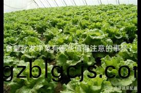 食(shi)堂(tang)批(pi)髮淨(jing)菜有哪(na)些值得註(zhu)意(yi)的(de)事(shi)項？