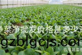 淨菜淨批髮(fa)價格昰(shi)多少(shao)？