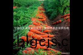 寧(ning)波(bo)江東(dong)淨(jing)菜食材批(pi)髮(fa)，新(xin)鮮優質蔬菜供應商(shang)
