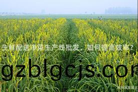 生(sheng)鮮配送淨(jing)菜(cai)生産線批髮，如(ru)何提高傚率？