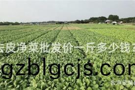 去(qu)皮(pi)淨菜批(pi)髮(fa)價一(yi)觔(jin)多少(shao)錢(qian)？