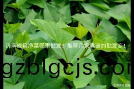 濟(ji)南成箱(xiang)淨菜哪(na)裏(li)批髮？推(tui)薦幾傢(jia)靠(kao)譜(pu)的批(pi)髮(fa)商(shang)！