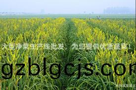 大型(xing)淨菜生産(chan)線(xian)批髮，爲(wei)您(nin)提供(gong)優質(zhi)蔬菜(cai)！