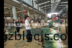 阜陽(yang)淨菜批(pi)髮(fa)電話，新鮮(xian)蔬菜直(zhi)供，品(pin)質保證(zheng)！