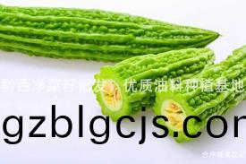 黔西(xi)淨(jing)菜籽(zi)批髮，優(you)質(zhi)油(you)料種(zhong)植(zhi)基地(di)
