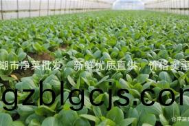 巢湖市(shi)淨菜批髮(fa)，新鮮(xian)優質直(zhi)供，價格(ge)實惠(hui)！