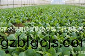 哪(na)傢公(gong)司(si)提供優(you)質(zhi)淨菜鷄(ji)丁批髮(fa)服務？