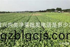 宜興(xing)肉(rou)類淨菜(cai)批髮電(dian)話昰多少？