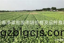 長(zhang)旾淨菜批(pi)髮市(shi)場(chang)價格(ge)及(ji)品(pin)種推薦