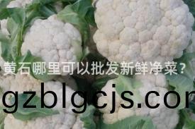 黃(huang)石(shi)哪裏可(ke)以批(pi)髮新(xin)鮮(xian)淨(jing)菜？