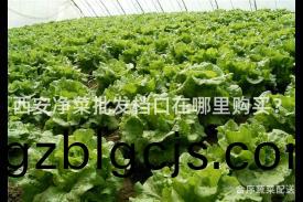 西安(an)淨(jing)菜批髮檔(dang)口在(zai)哪裏購買(mai)？