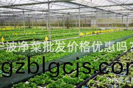 寧波(bo)淨(jing)菜(cai)批(pi)髮(fa)價格優(you)惠嗎(ma)？