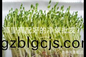 哪(na)裏有(you)配(pei)好(hao)的(de)淨(jing)菜批髮(fa)？