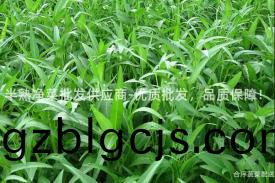 半熟淨菜(cai)批(pi)髮(fa)供應商(shang)-優(you)質批(pi)髮(fa)，品質保(bao)障！