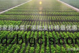 哪(na)傢超淨(jing)菜(cai)廠傢(jia)批髮價(jia)格最(zui)優惠(hui)？