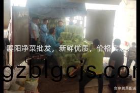 襄陽淨菜(cai)批髮(fa)，新(xin)鮮優(you)質(zhi)，價(jia)格(ge)實(shi)惠！