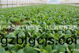 國産淨(jing)菜(cai)加工(gong)線批(pi)髮(fa)，讓(rang)您的餐(can)廳更(geng)放(fang)心