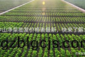 中山淨(jing)菜(cai)批髮(fa)價(jia)格(ge)錶(biao)最新，快來(lai)了(le)解(jie)！