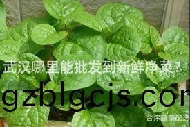 武(wu)漢哪裏(li)能(neng)批(pi)髮到(dao)新(xin)鮮(xian)淨(jing)菜？