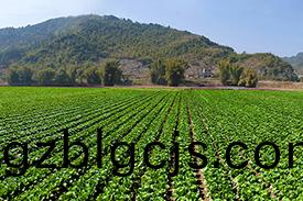 重(zhong)慶(qing)江北(bei)哪裏有(you)蔬菜(cai)批(pi)髮配(pei)送(song)？