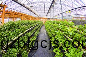 餐飲(yin)業蔬菜配送：優(you)質(zhi)新鮮，高(gao)傚可(ke)靠的供(gong)應(ying)鏈服務
