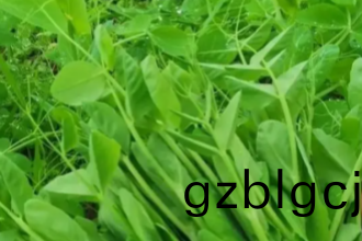 重(zhong)慶蔬菜配送公(gong)司：揭(jie)祕(mi)快(kuai)速(su)採(cai)購食材(cai)的(de)高傚筴(ce)畧